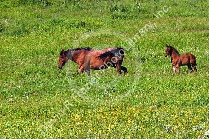 Horse mare and colt graze in a pasture near Grangeville, Idaho.