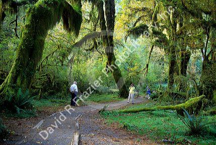 Visitors to the rain forest at Olympic National Park, Washington.