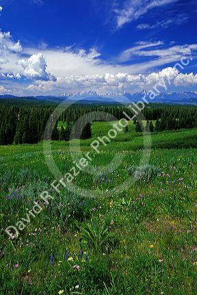 Wildflowers and wilderness at the Grand Teton National Park in Wyoming.
