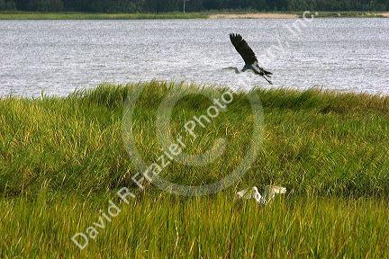 Inland marshes of Jekyll Island, Georgia.