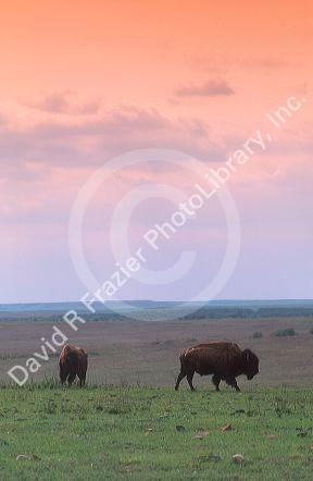 Buffalo grazing on a tall grass prarie north of Pawhuska, Oklahoma.