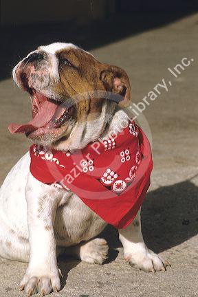 Bulldog yawning and wearing a red bandanna.