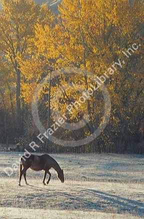Horse grazing in a frosty autumn pasture.
