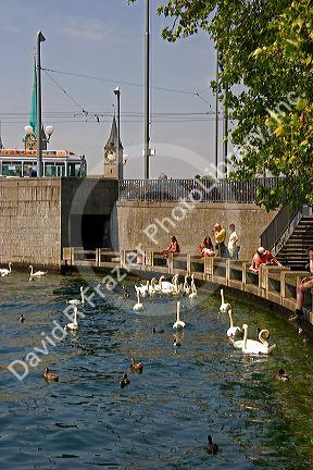 People sit along the Zurichsee feeding swan and duck in Zurich, Switzerland.switzerland, swiss, europe, european, travel, tourism, swiss alps, alps, alpine, zurich, zurichsee lake, zurichsee, lake, swan, duck, birds, feed