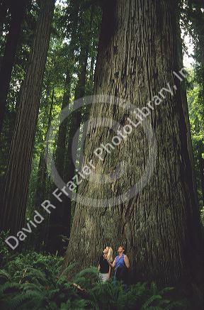 Women standing in front of a giant redwood tree in the redwood forest in Northern California.