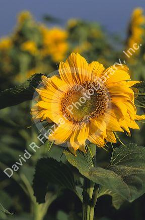 Sunflower in Germany.