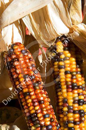 Indian corn on display at a roadside fruit stand in Fruitland, Idaho.