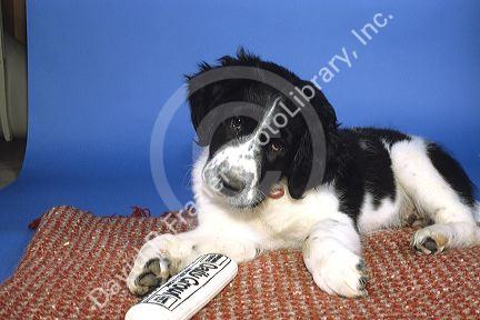 A springer spaniel mix puppy.