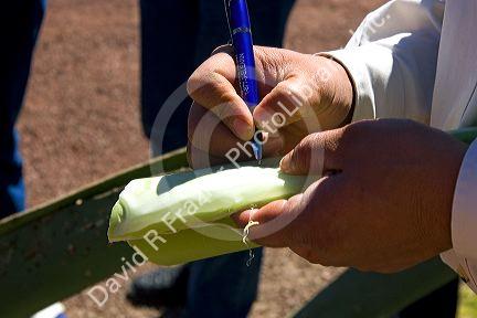 The skin of an agave plant being used as paper near Teotihuacan in the State of Mexico, Mexico.