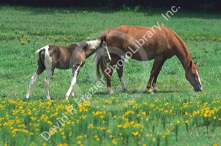 Horse grazing in pasture with colt.