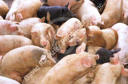Pigs gathered in a group.