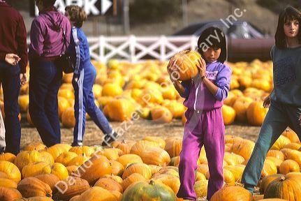 Young asian girl holding a pumpkin in a pumpkin patch.