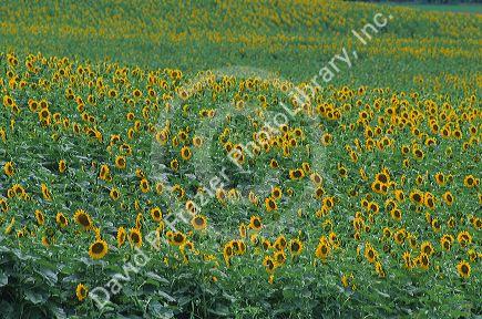 Sunflower crop in Kansas.