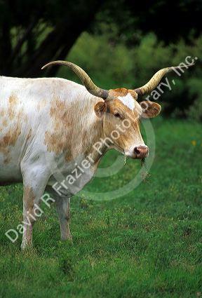 Texas longhorn.