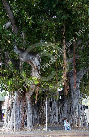Banyan tree at Kailua-Kona on the Big Island of Hawaii.