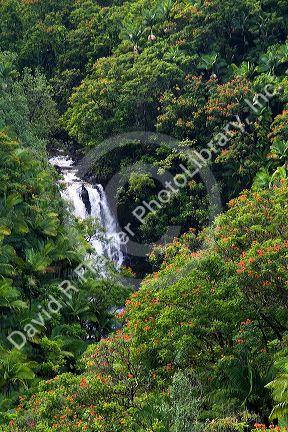 Tropical rainforest near Hilo on the Big Island of Hawaii.