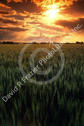 Barley field at sunset in Idaho.