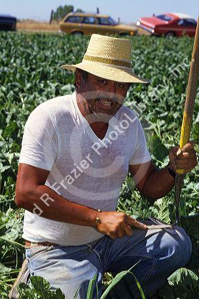 Hispanic worker sharpening a tool used for weeding in a sugar beet field in Idaho.