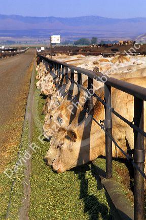 Cattle eat at a feedlot in Grandview, Idaho.