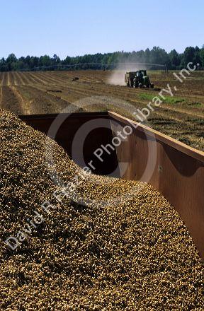 Peanut harvest in Georgia.