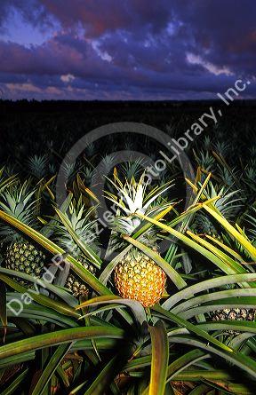 Pineapple field at dusk on the Hawaiian island of Oahu.