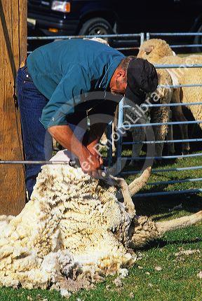 Shearing wool from a domestic sheep in Idaho.