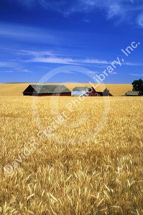 Wheat farm near Pendleton, Oregon.
