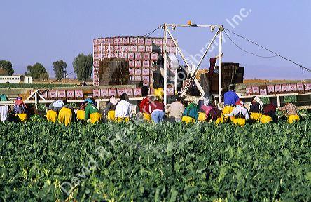 Broccoli harvest in the Imperial Valley of California.