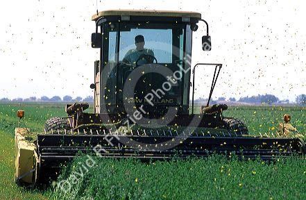 Yellow butterflies fly out of alfalfa hay being harvested.