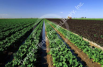 Lettuce crops in Imperial Valley, California.