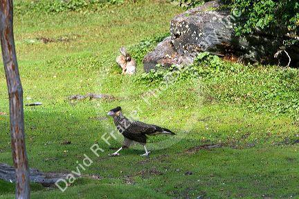 Crested Caracara bird and rabbit in the Tierra del Fuego National Park, Argentina.