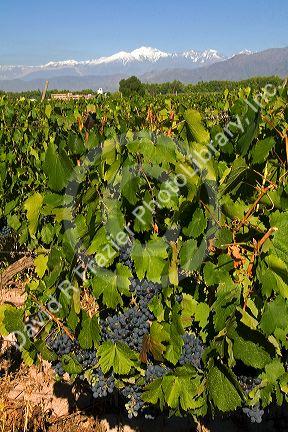 A vineyard with the Andes Mountain Range in the background near Mendoza, Argentina.