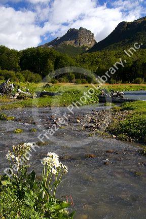 Scenic nature in the Tierra del Fuego National Park, Argentina.