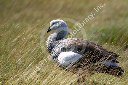 Kelp Goose in the Tierra del Fuego National Park, Argentina.