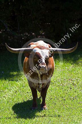 Texas longhorn bull in Washington County, Texas.