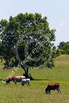 Texas longhorn cattle graze in Washington County, Texas.