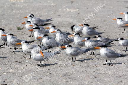 Royal Terns on the beach in Sanibel Island on the Gulf Coast of Florida.
