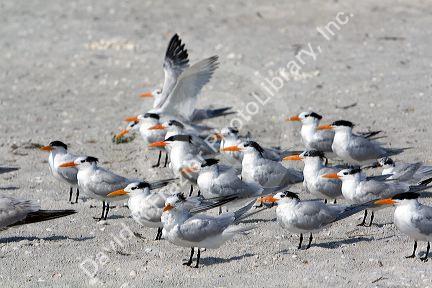 Royal Terns on the beach at Sanibel Island on the Gulf Coast of Florida.