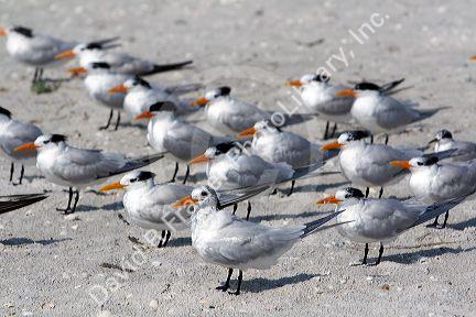 Royal Terns on the beach at Sanibel Island on the Gulf Coast of Florida.