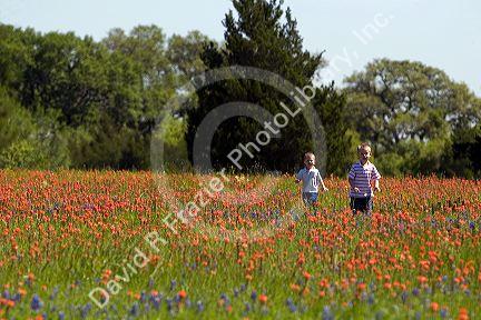 Young boys run through a field of Indian Paintbrush and Bluebonnet wildflowers in Washington County, Texas. MR