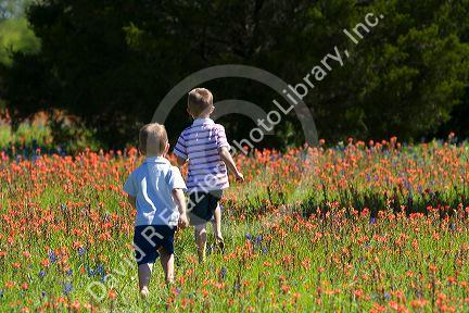 Two young boys run through a field of Indian Paintbrush and Bluebonnet wildflowers in Washington County, Texas. MR