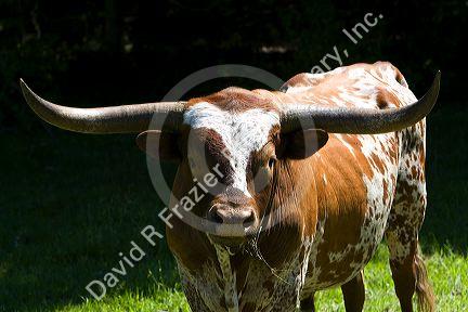 Texas longhorn bull in Washington County, Texas.