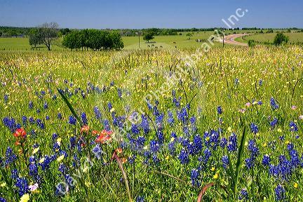 Field of wildflowers in Washington County, Texas.