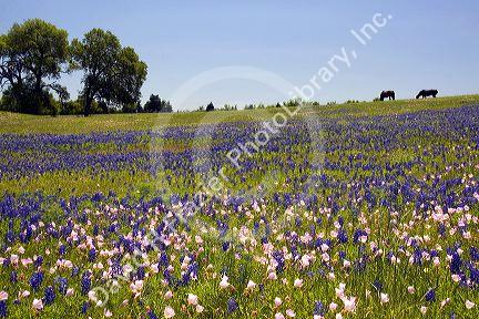 Horse graze in a field of Bluebonnet and Pink Evening Primrose wildflowers in Washington County, Texas.