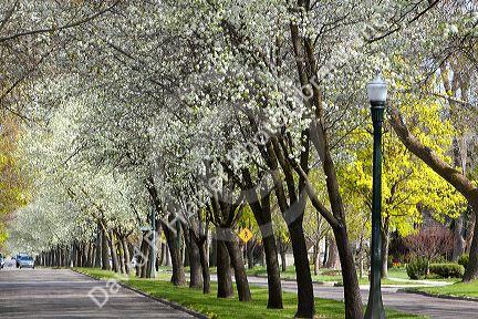 Harrison Boulevard lined with pear trees in bloom in Boise, Idaho.