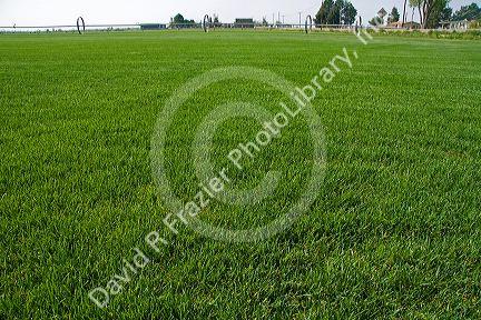 Sod farm in Canyon County, Idaho.