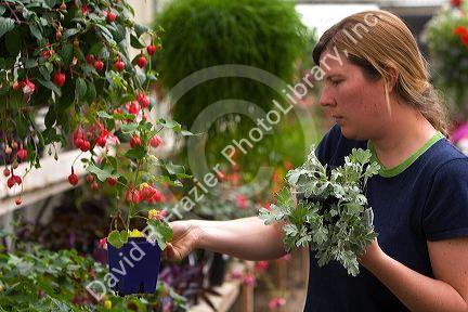 Woman shopping for plants in the greenhouse of a nursery in Nampa, Idaho. MR