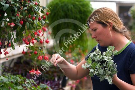 Woman shopping for plants in the greenhouse of a nursery in Nampa, Idaho. MR