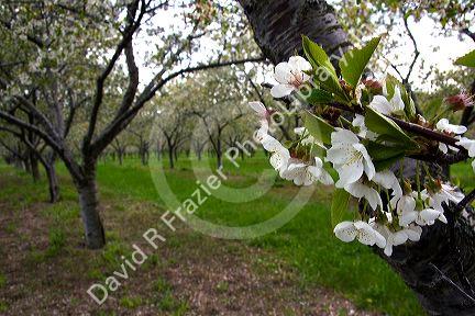 Apple blossom in an orchard at Leland, Michigan.