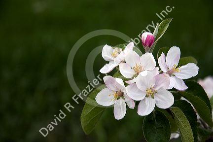 Apple blossoms in an orchard at Leland, Michigan.